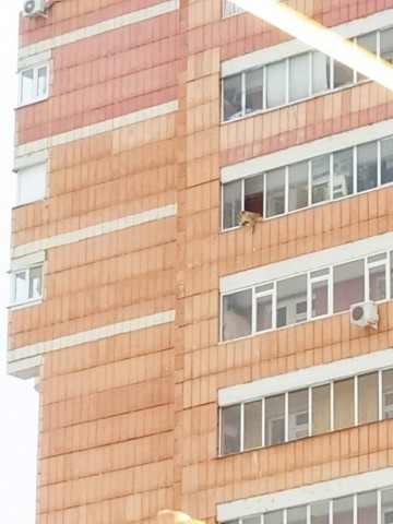 В Казани на балконе жилого дома заметили львицу В Казани на балконе жилого дома заметили львицу