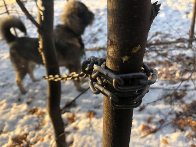 В Екатеринбурге собаку приковали цепью и бросили умирать