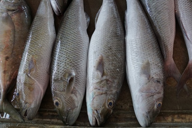 ​Восемь тонн просроченной рыбы и мяса обнаружили в Тюмени