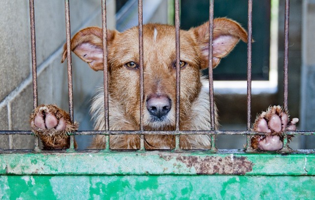 В Сургуте объявили аукцион на отлов 99 бродячих собак