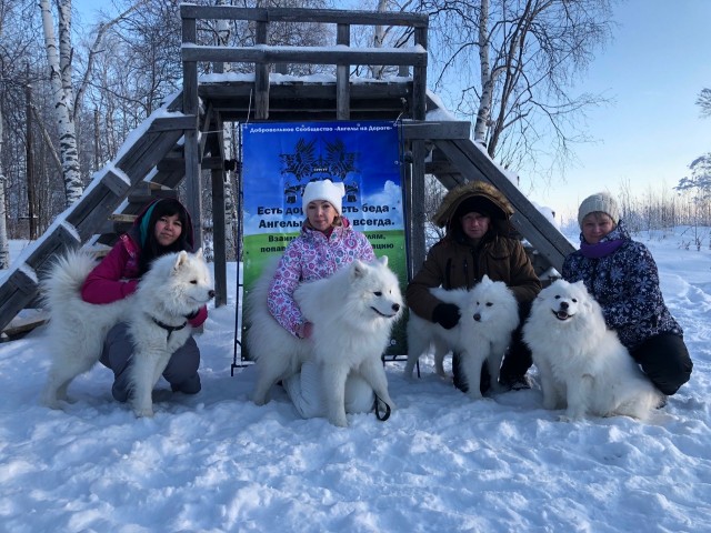 Жители Сургутского района познакомились с собаками - самоедами