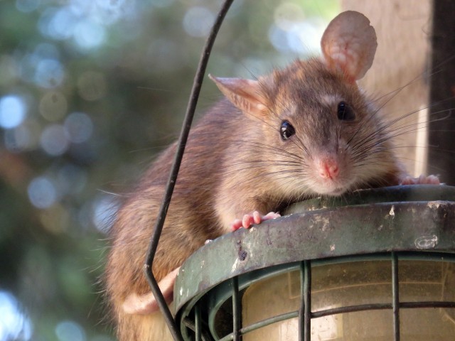 В Сургуте жильцов многоэтажки атакуют крысы