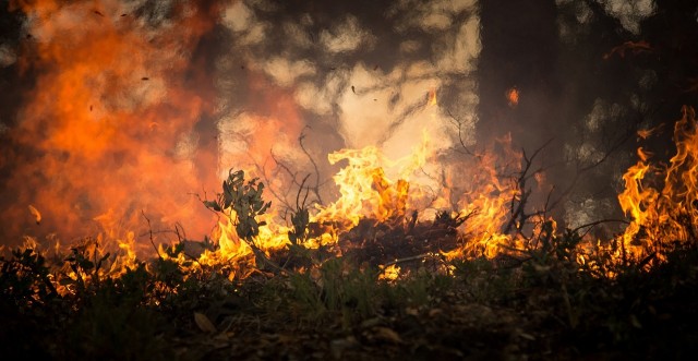 В Томской области в трёх районах горит лес