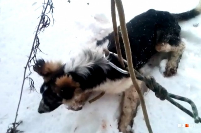 ​В Екатеринбурге спасли собаку из выгребной ямы туалета