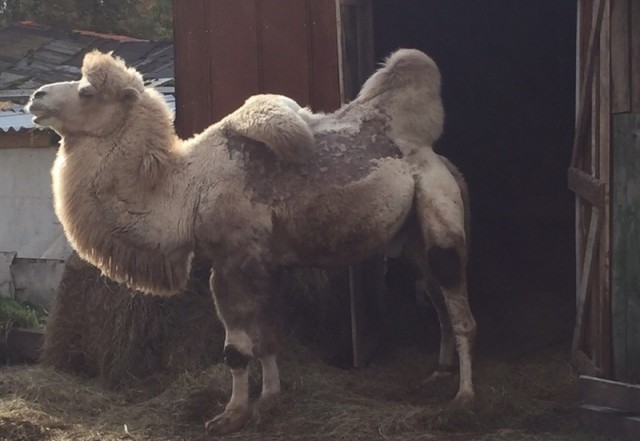 Тюменцы бьют тревогу: верблюд Кеша в удручающем состоянии