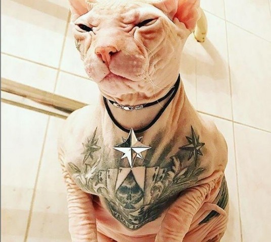 Самого популярного кота Екатеринбурга - татуированного Беса - объявили в розыск