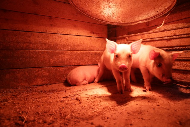 ​Фермеры утверждают: свиньям хитрости не занимать