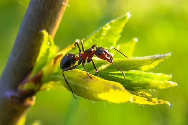 В Югре появилась муравьиная ферма из Азии