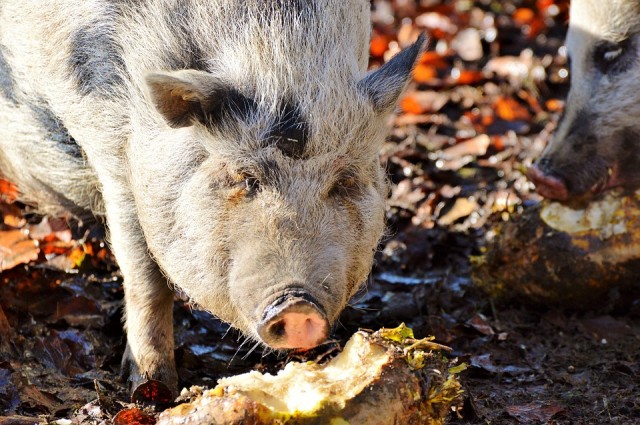 ​Ввоз свиней и свиной продукции в Сургутский район запрещён