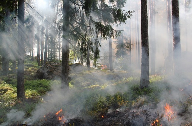 В Сургутском районе сократилось число пожаров