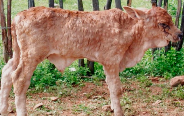 Как предотвратить заразный узелковый дерматит крупного рогатого скота