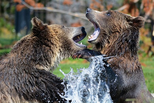 ​Туристов предупредили о нашествии на Камчатку голодных медведей