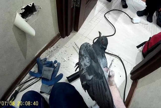 В Екатеринбурге для спасения голубя сломали стену в квартире
