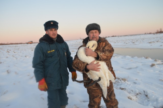 В Тобольске спасли замерзавшего лебедя