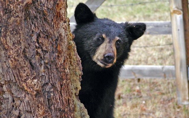 В Сочи медведи атакуют товарищества местных жителей