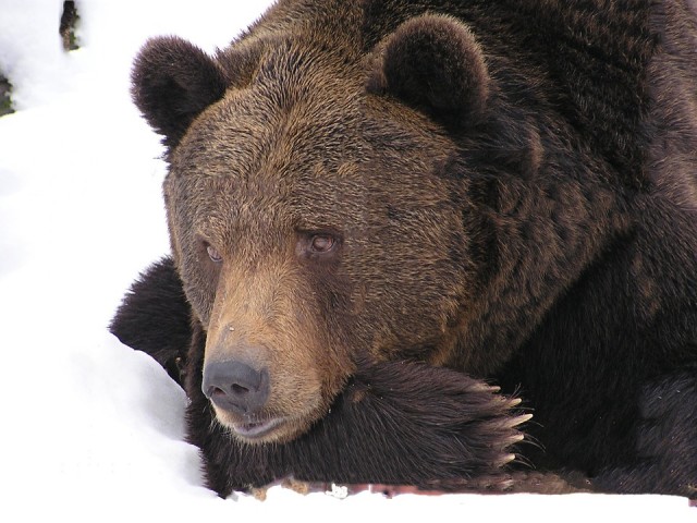 ​В ожидании помощи житель Сургутского района пережил встречу с медведем