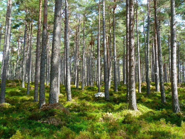 Тамбовская область возглавила список самых экологических регионов