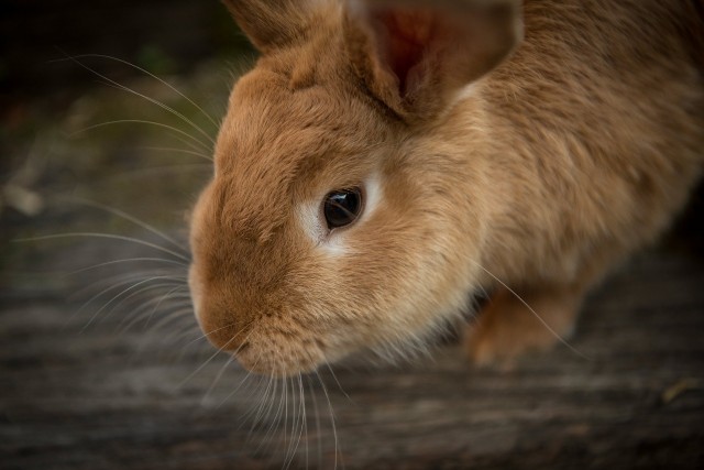 В Тобольске пожарные спасли четырёх кроликов