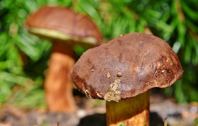В Томской области уже пошли грибы