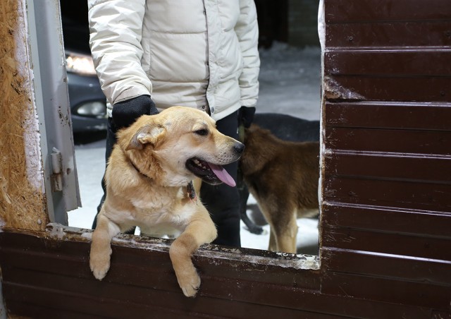 1 млн рублей получил пункт передержки бездомных животных в Белом Яре