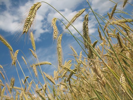 На 20 процентов вырос экспорт пшеницы из России