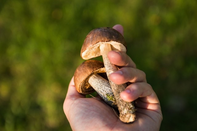 Осторожно: грибы! Как не отравиться "съедобными" грибами