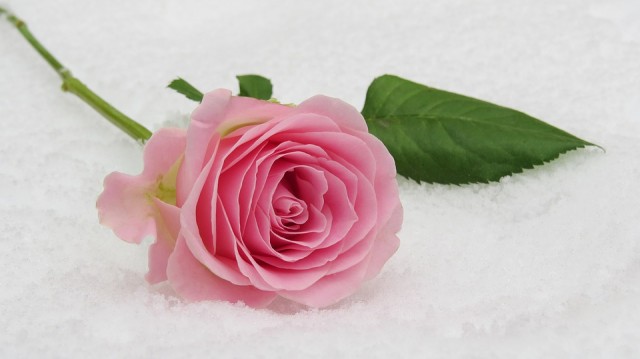Влюблённый житель Югорска похитил из цветочного магазина 90 роз