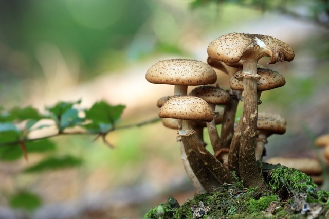 На югорский фотоконкурс "грибной мир ждут работы до 1 сентября