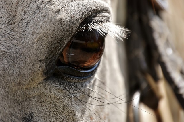 Недалеко от Сайгатиной произошло ДТП: сбита лошадь