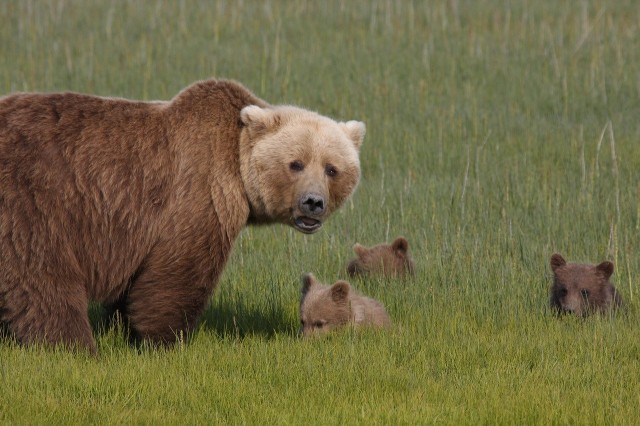 Медведица и три медвежонка поселились у псковских дач
