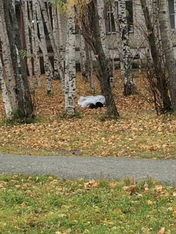В Нижневартовске в школьном дворе нашли труп мужчины на дереве