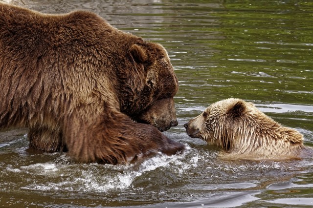 Медведица с медвежонком замечены в окрестностях Ханты-Мансийска