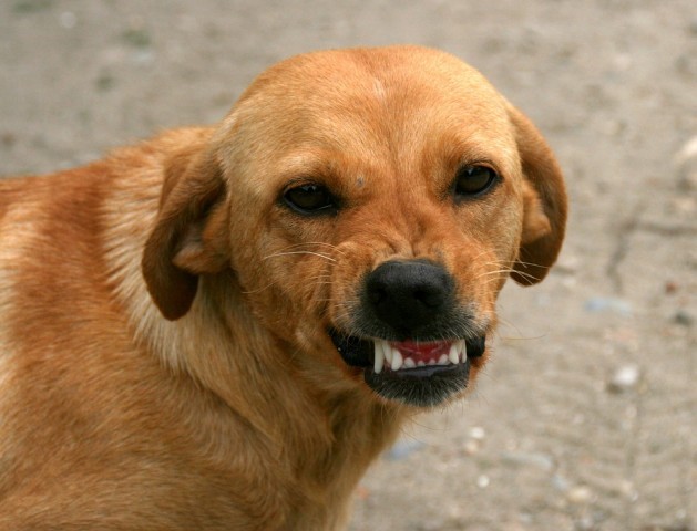 В Ханты-Мансийске бешеная собака напала на двух человек