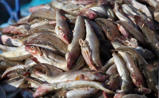 Рассвет «Восхода». Власти Сургутского района нашли способ, как спасти рыбзавод Сытомина