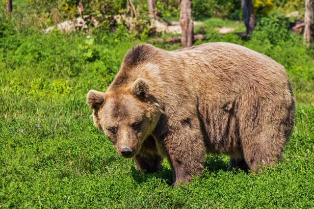 По улицам столицы Югры гулял медведь