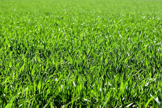 В ЯНАО потратят почти 10 млн рублей на закупку травы
