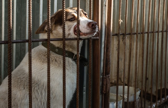 Фонды помощи животным Сургутского района нуждаются в поддержке