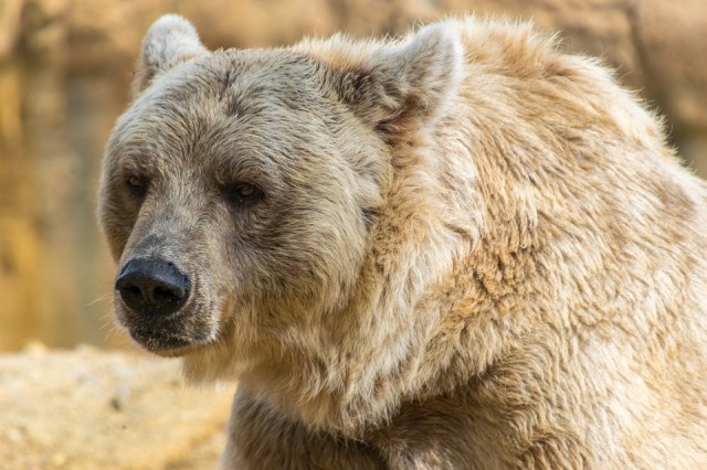 В Октябрьском районе из-за угрозы людям застрелили медведя