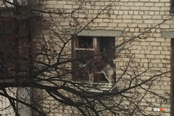 В Екатеринбурге зоозащитники спасли собаку, которая застряла в решётке окна