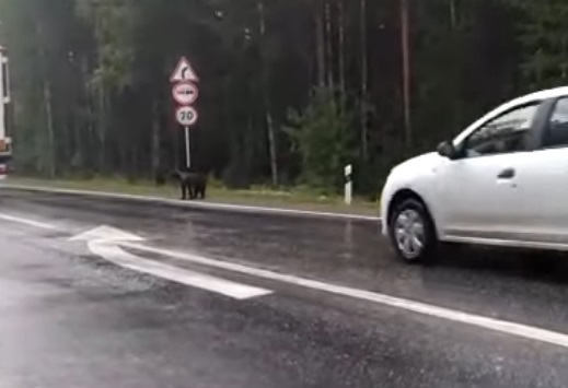 Под Екатеринбургом медвежата на трассе просили у водителей еду