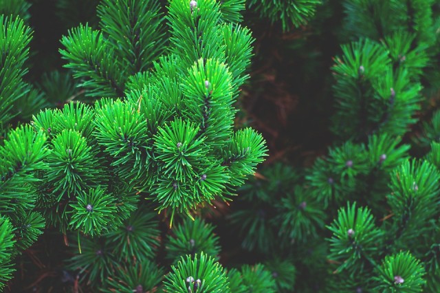 В Когалыме придумали "экспресс - озеленение": ёлки и траву покрасили в зелёный