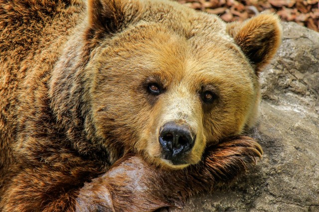 В Югре опровергли слухи о медведях-шатунах