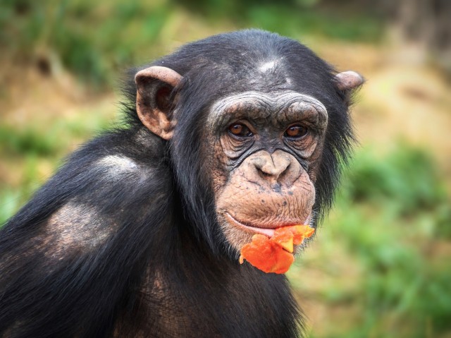 Исследователи выяснили, что шимпанзе умеют делиться едой