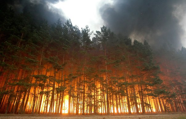 В Югре бушуют лесные пожары на площади 100 га