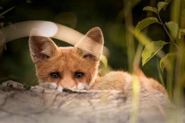В Ханты-Мансийске на дачах обнаружены бешеные лисицы