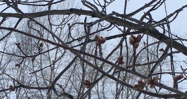 Сургутская аномалия: зимой распустились почки на деревьях