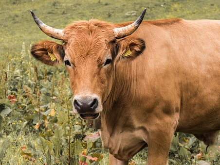 В Ляминой коровы разоряют огороды