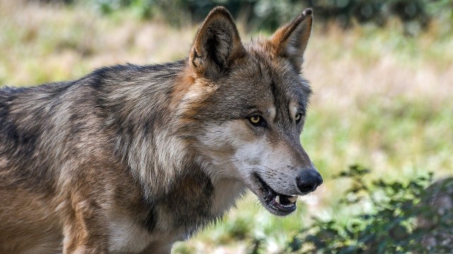 В Архангельской области волк два раза напал на людей