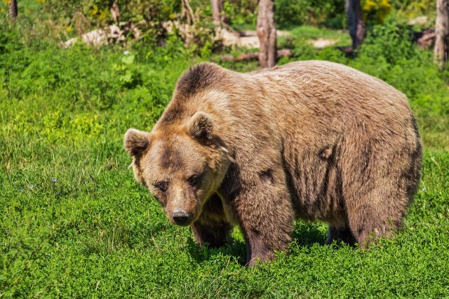 В Усть-Илимском районе медведь забрался во двор пенсионеров