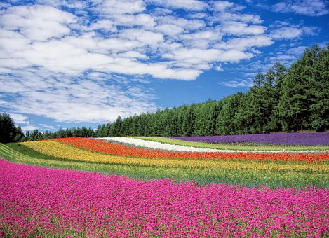 В Сургуте высадят более 280 тысяч цветов